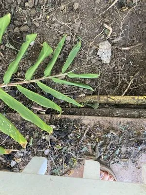 Kona Pipeline Plumbing