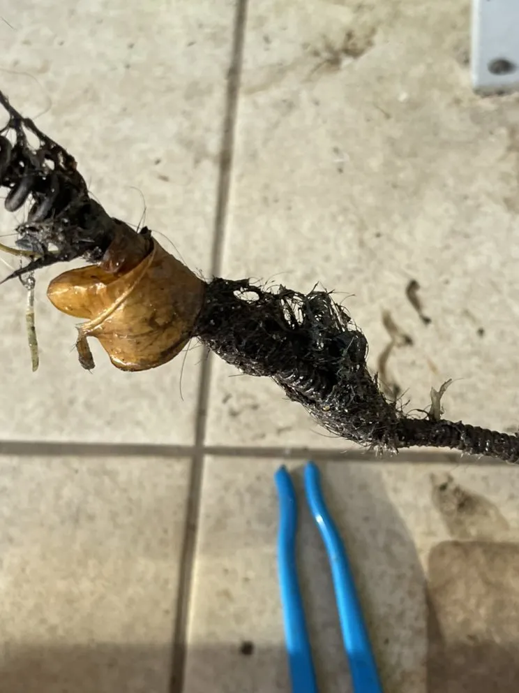 Slide of Ku'ulei Drain Cleaning Service