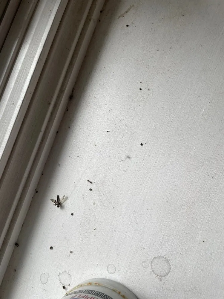 Slide of LA Cleaning & Restoration Services