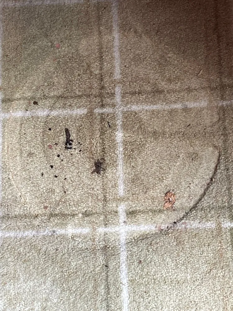 Professional leak detection service in Cranston, RI - LA Cleaning & Restoration Services