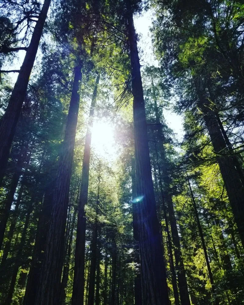 Slide of Lavender Hills landscape