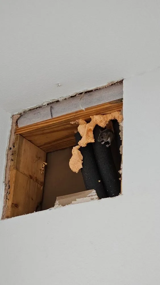 Slide of Layman Plumbing