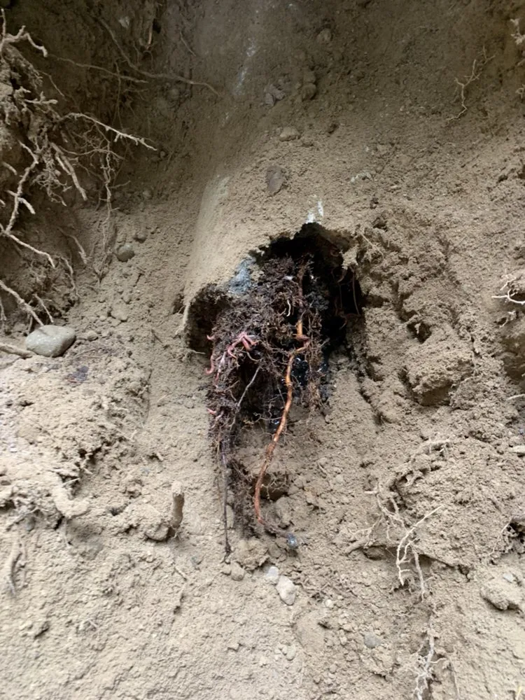 Slide of Limitless Sewer Solutions