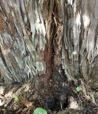 Local Drain Cleaning Specialists Logo