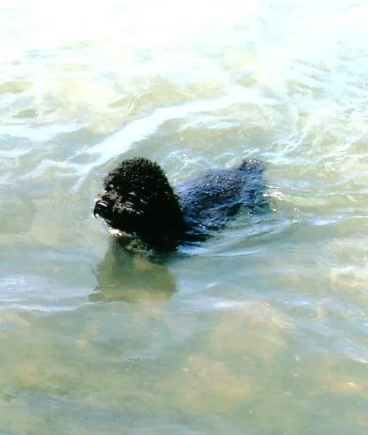 Slide of Los Primos Plumbing