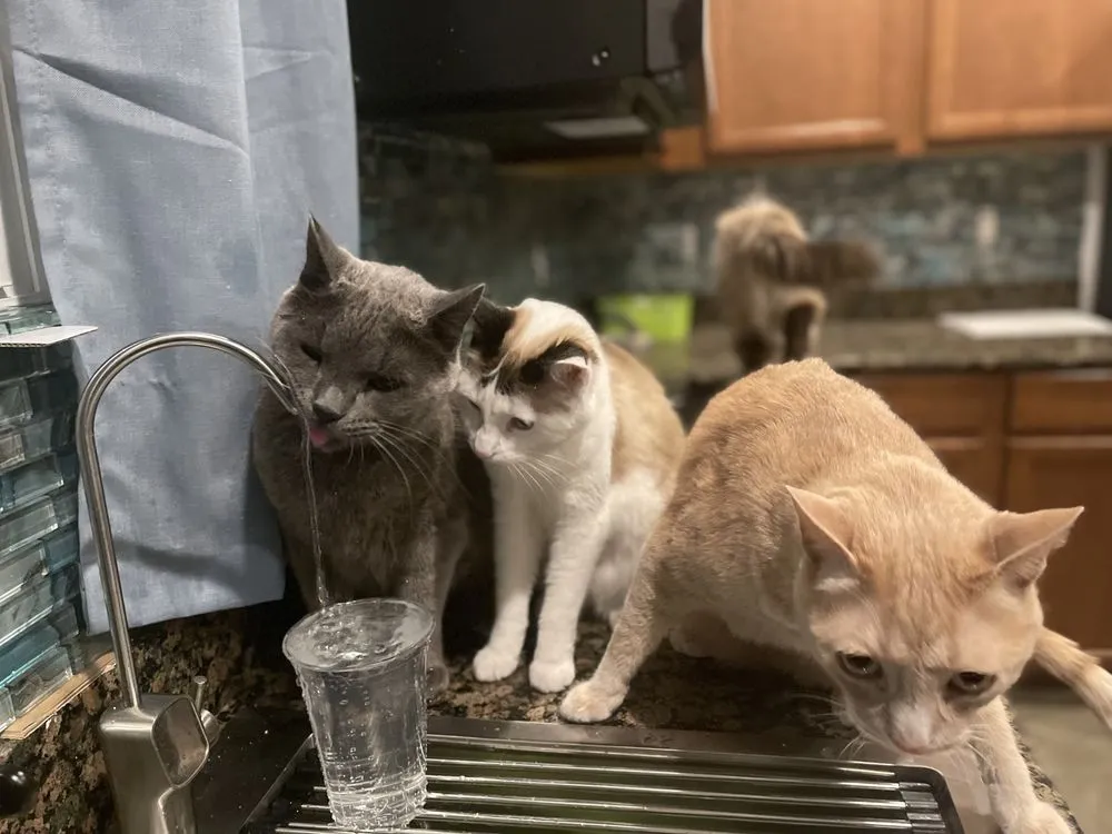 Slide of Loyalty Plumbing