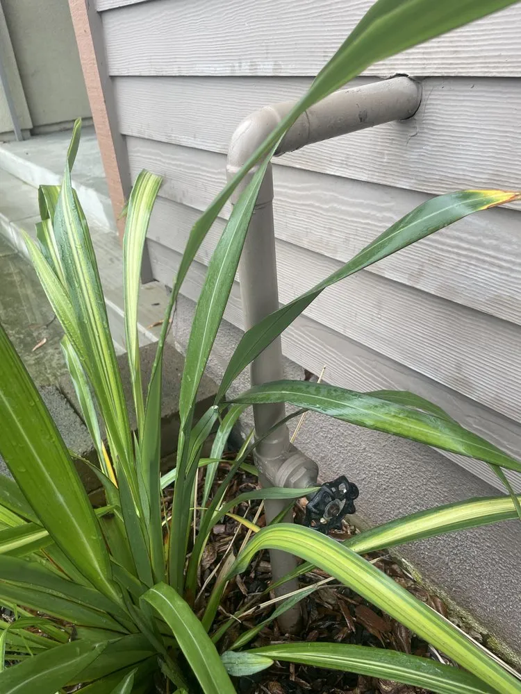 Slide of LUV Plumbing