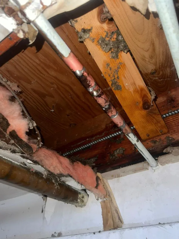 Slide of Master Rooter