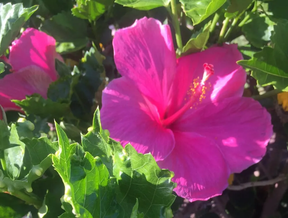 Slide of Maui Plumbing