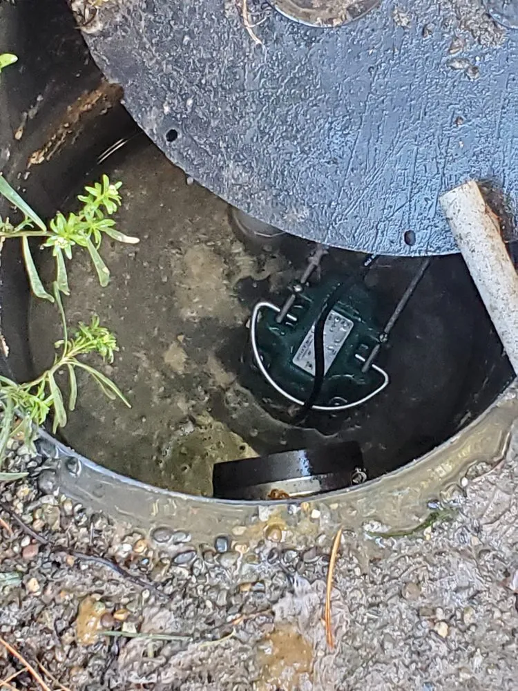 Slide of Mega Mushroom Mechanical