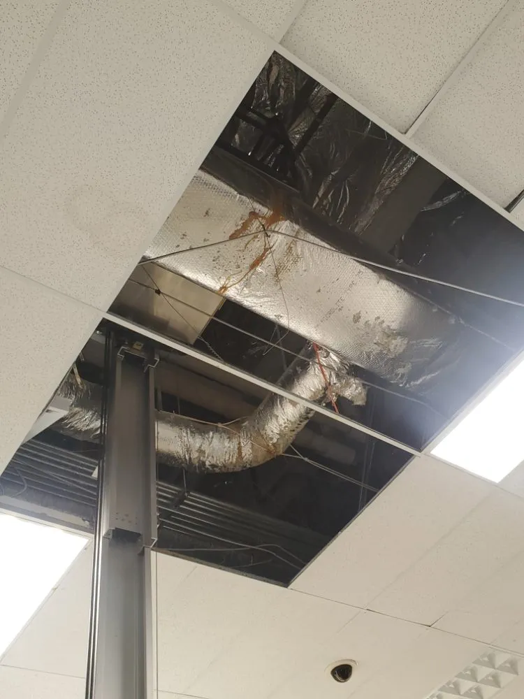 Slide of Mega Mushroom Mechanical