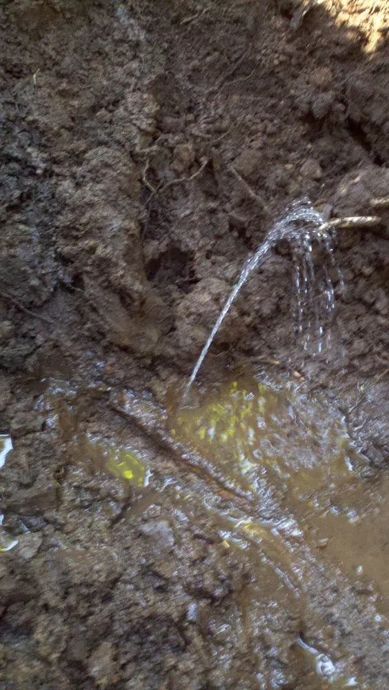 Slide of Melex Detection