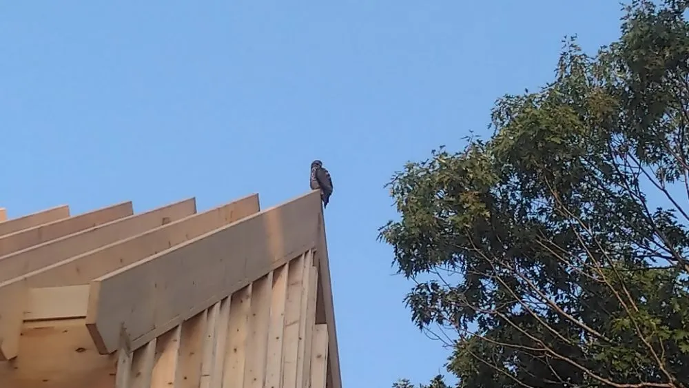 Slide of Meticulous Metal Roofing