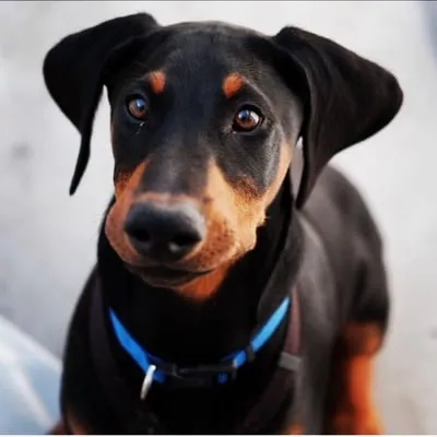 MFS Plumbing Services Logo