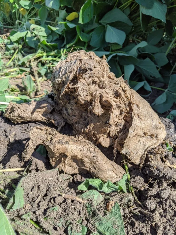 Slide of Minor Enterprise