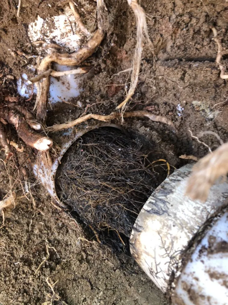 Slide of Miracle Home Remedies