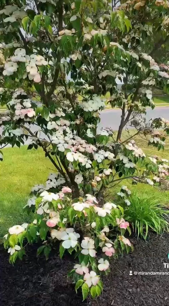 Slide of Miranda Contracting