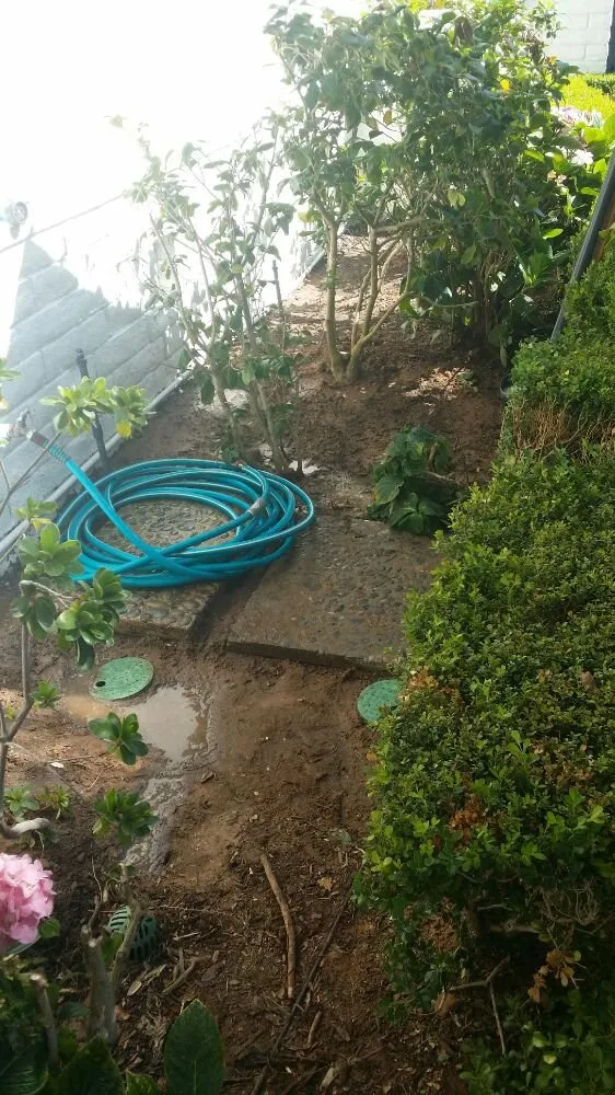 Slide of Moonlight Rooter