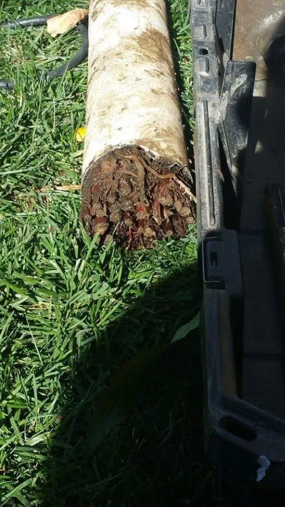 Slide of Moonlight Rooter