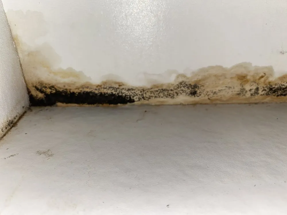 Top-rated leak detection for homes in Wilmington, NC by Mr. Rooter Plumbing of Wilmington and Brunswick County