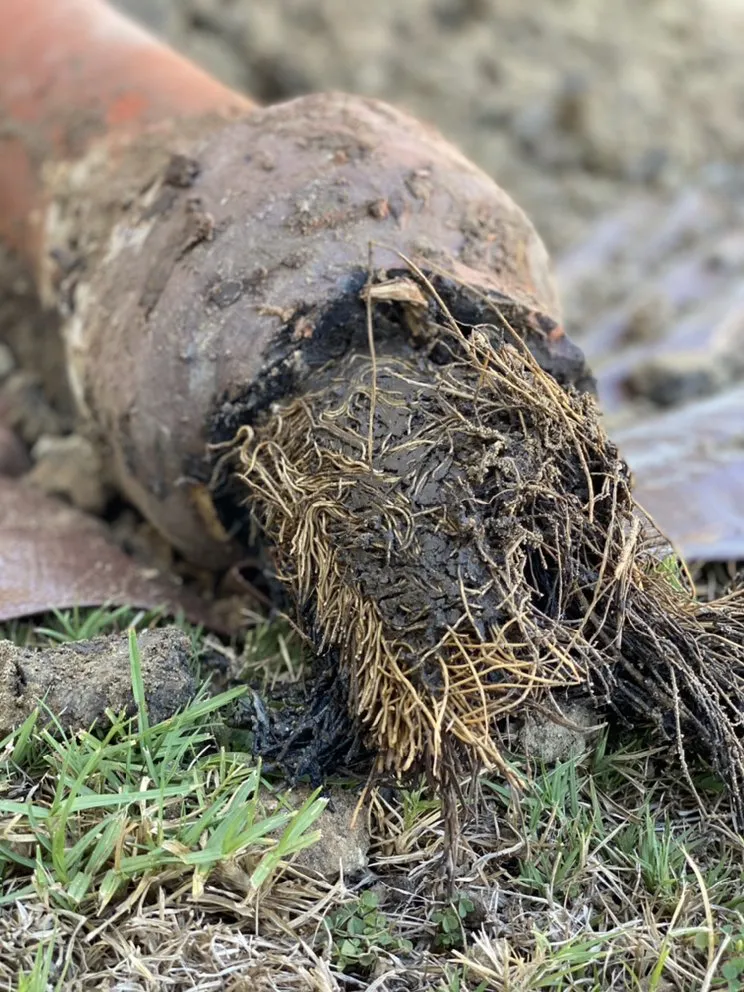 Affordable drain cleaning service in Los Angeles, CA - Mr. Sewer Rooter