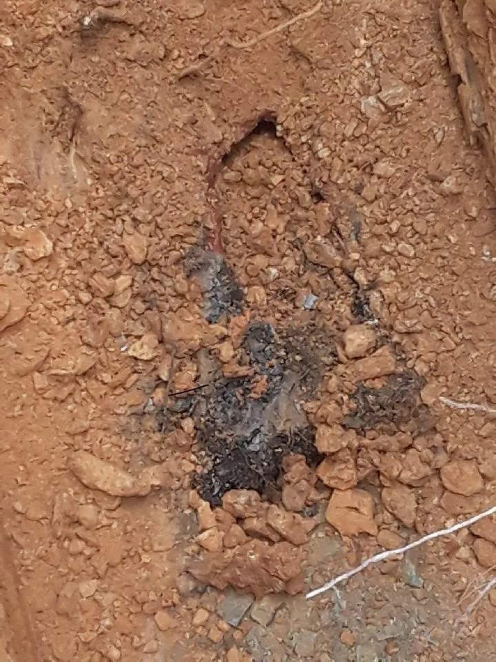 Slide of Ms. Rooter Septic and Drain