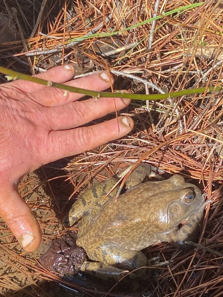 Slide of Navo & Sons