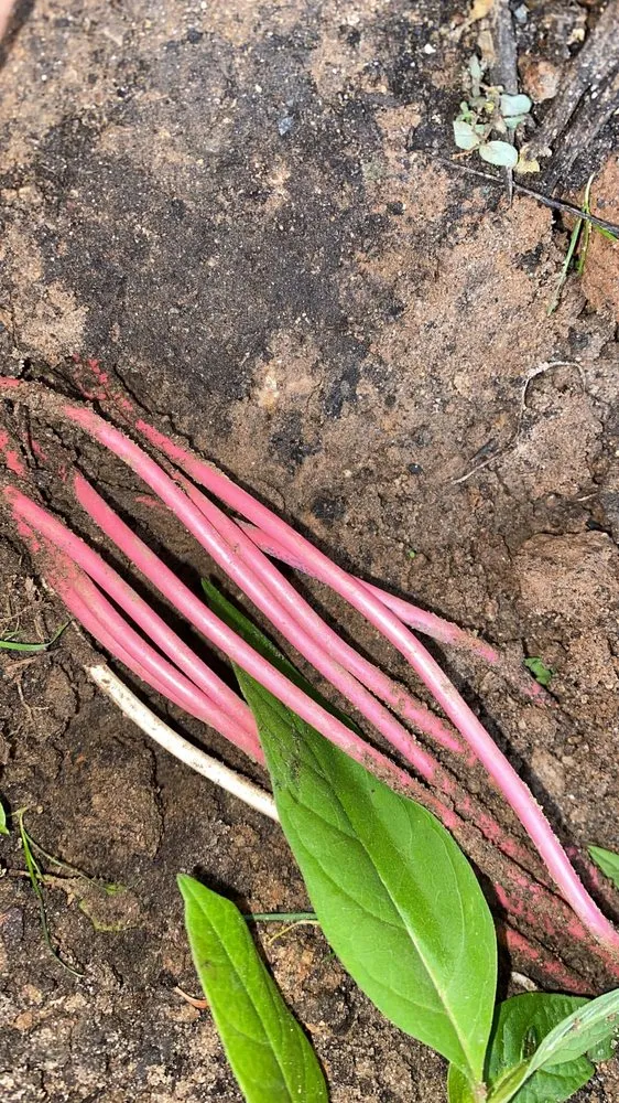 Slide of Nevitt Irrigation Services