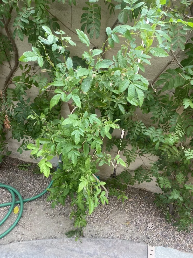 Slide of Next level services