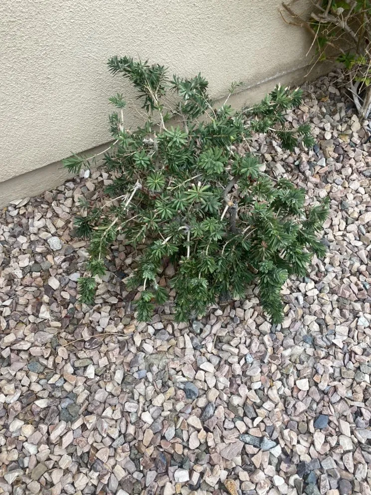 Slide of Next level services