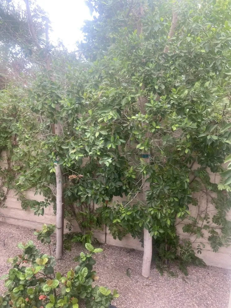 Slide of Next level services