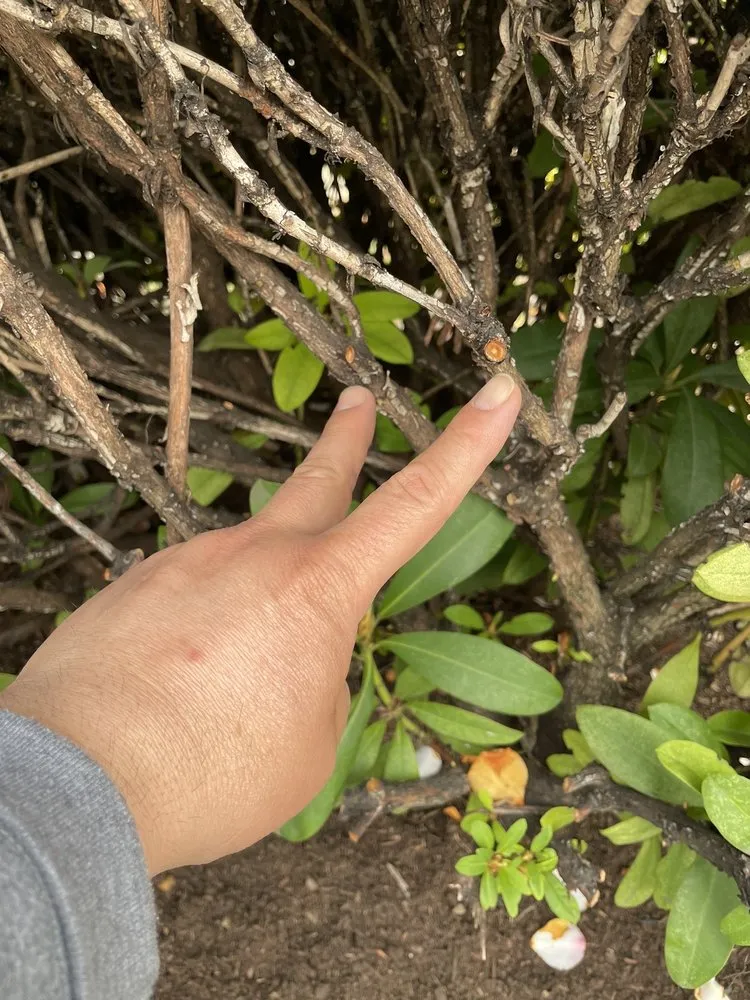 Professional drain cleaning for homes in Hillsboro, OR by Northwest Backflow Inspection and Testing Services