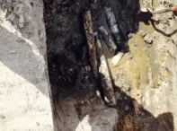 Slide of Nuckles & Son