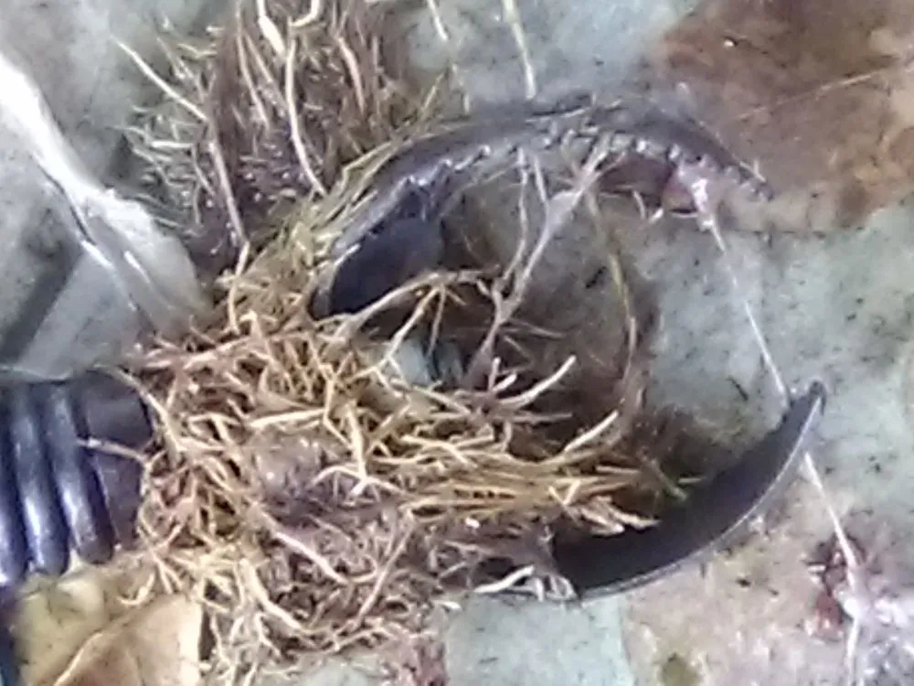 Slide of Ocean Blue Rooter