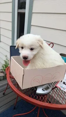 Olde Tyme Gardens Logo