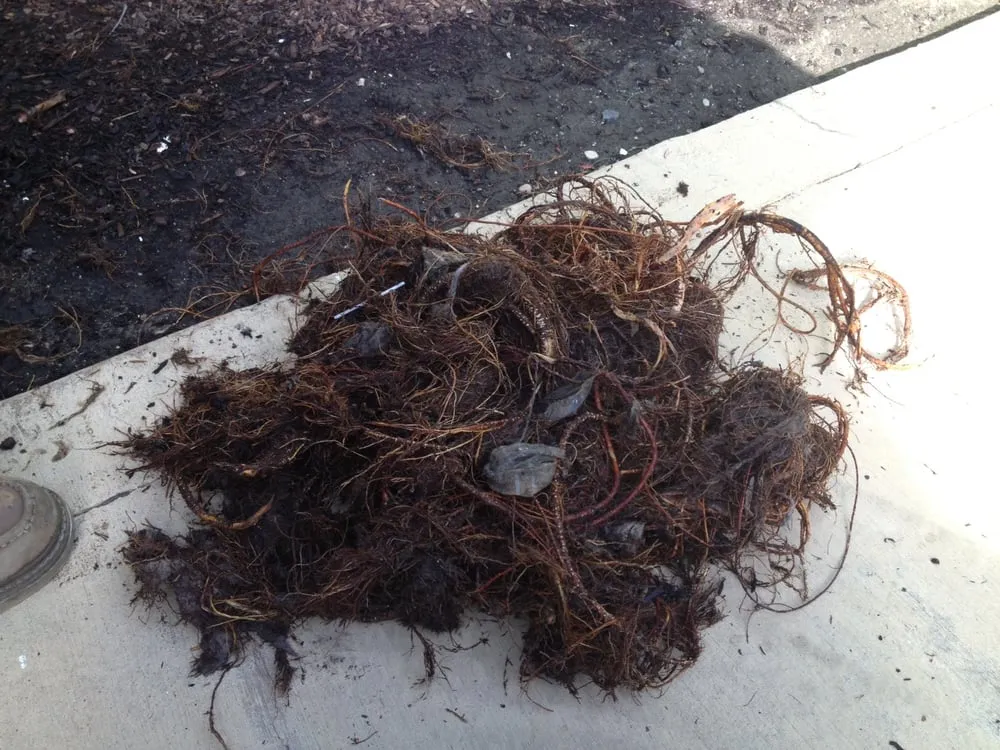 Slide of Olson's Rooter Service