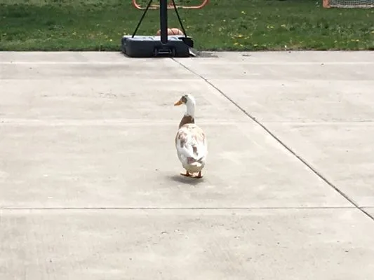 O&M Water Solutions Logo