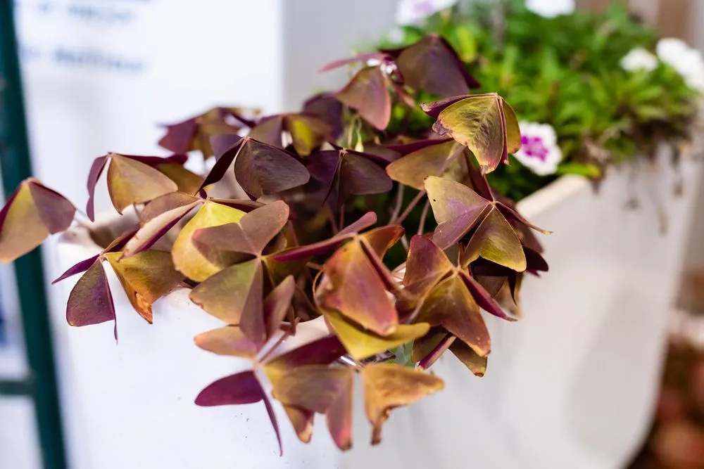 Slide of Ory's Plumbing Solutions