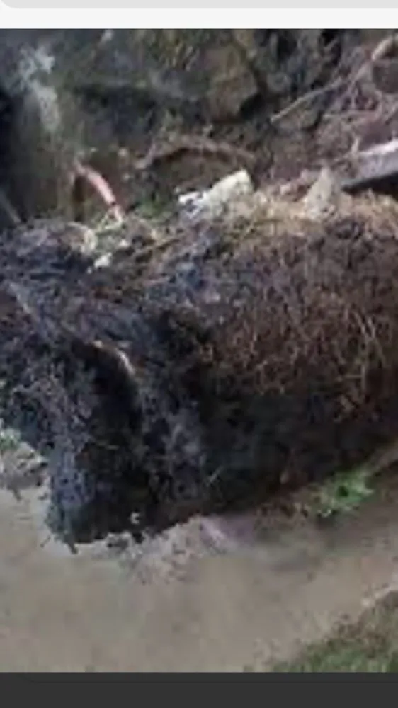 Top-rated drain cleaning for homes in Kissimmee, FL by Osceola Sewer and Drain Cleaning