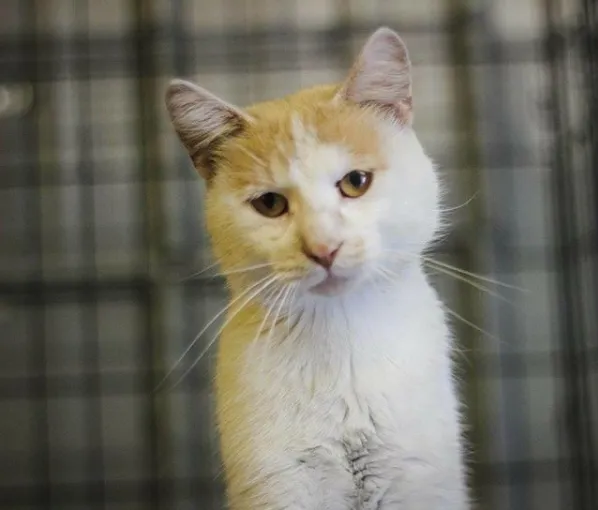 Slide of Pahl's Designer Showrooms