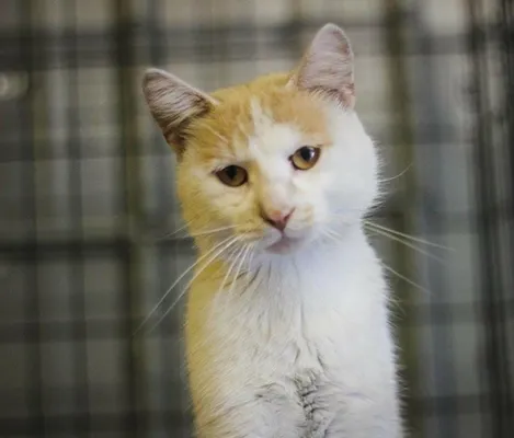 Pahl's Designer Showrooms