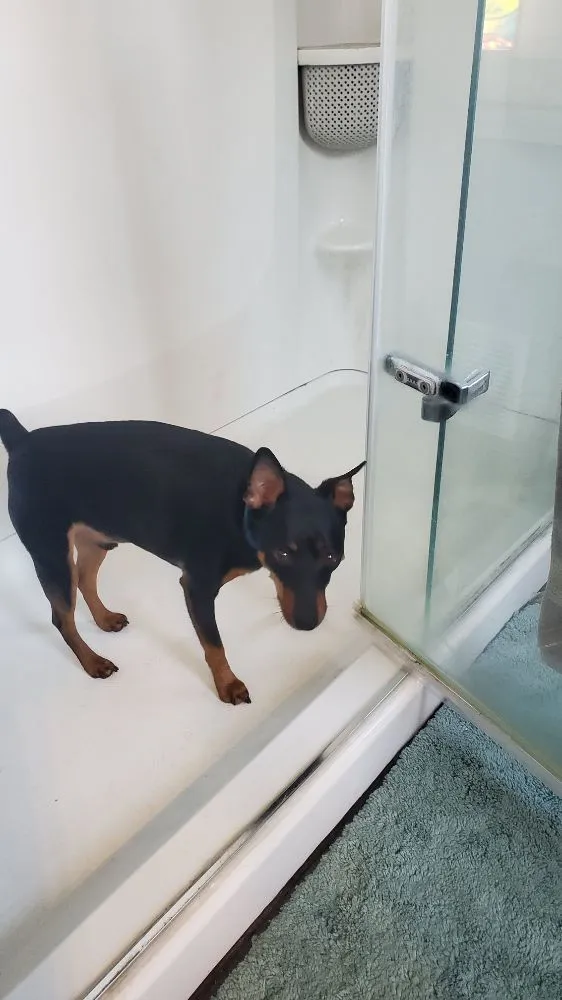 Trusted emergency plumbing in Harrison Township, MI by Parker Brothers Plumbing