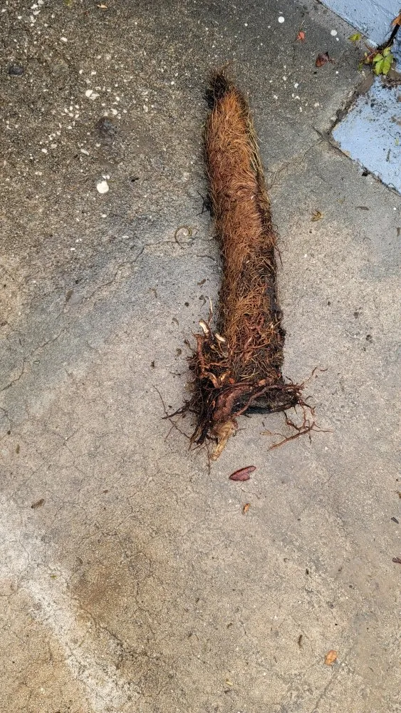 Top-rated leak detection experts serving Deltona, FL - Patricks Services