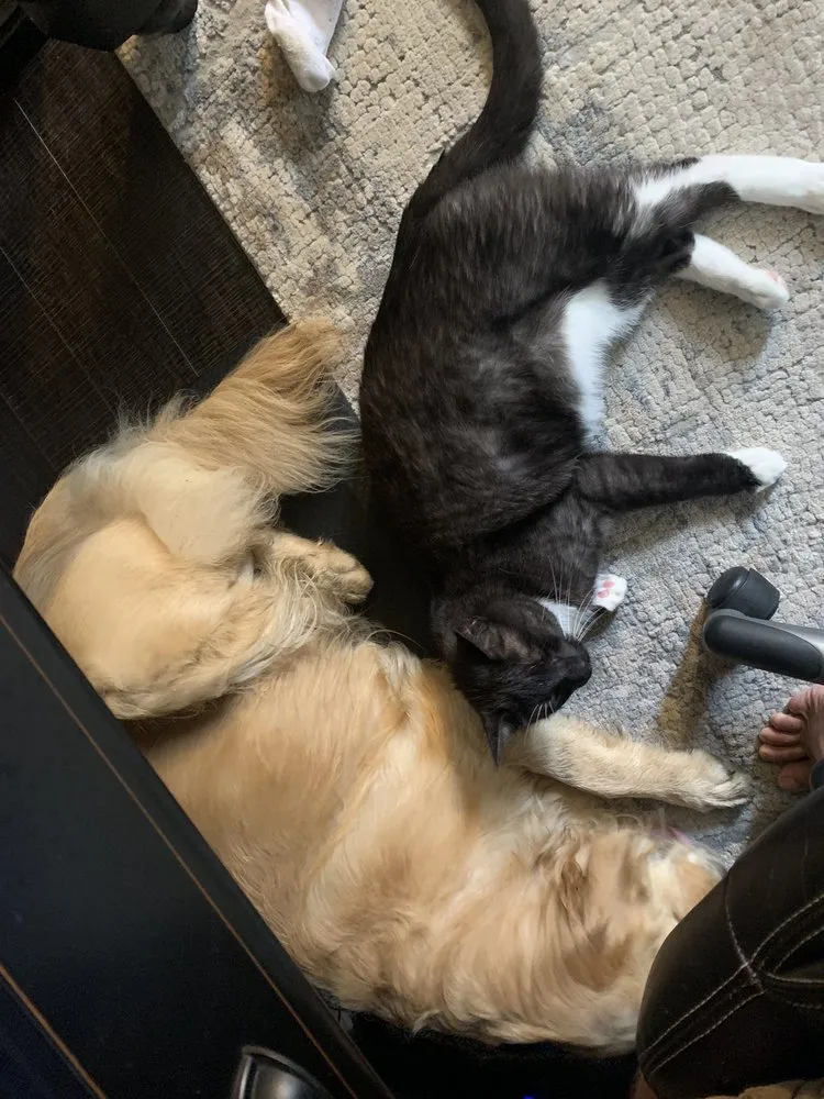 Slide of Paws Plumbing