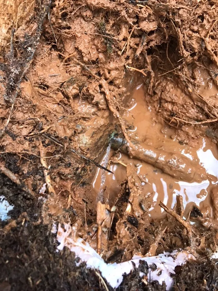 Slide of Peach Plumbing