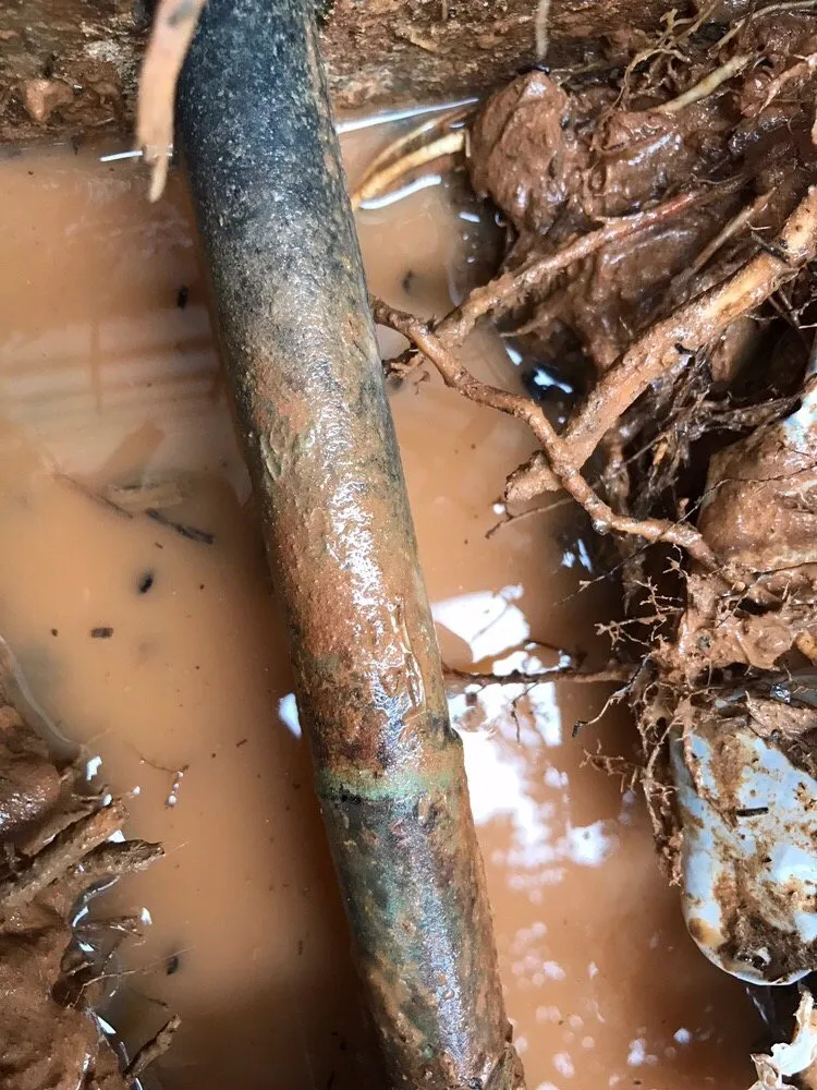 Slide of Peach Plumbing