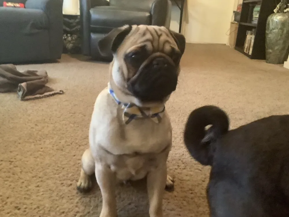 Slide of Perfect Flush