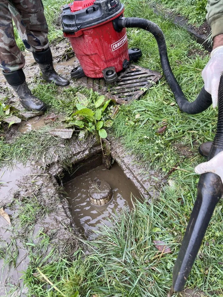 Slide of Pine Rooter