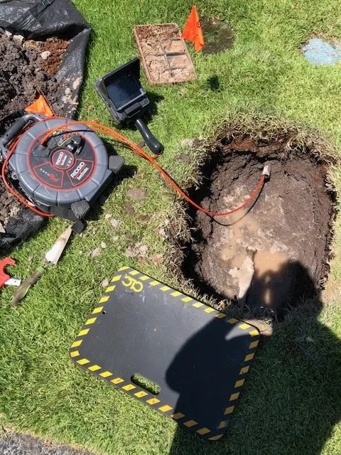 Slide of Pipe Sharks