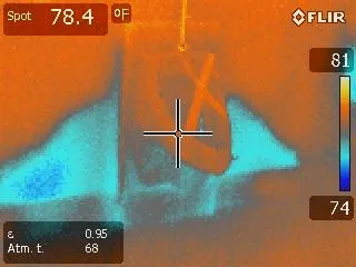 Slide of Pipe Sharks